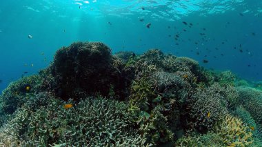 Mercan kayalıkları ve tropikal balıklar. Filipinler.