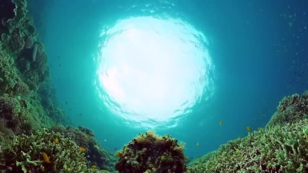 Korálové útesy a tropické ryby pod vodou. Bohol, Panglao, Filipíny. — Stock video