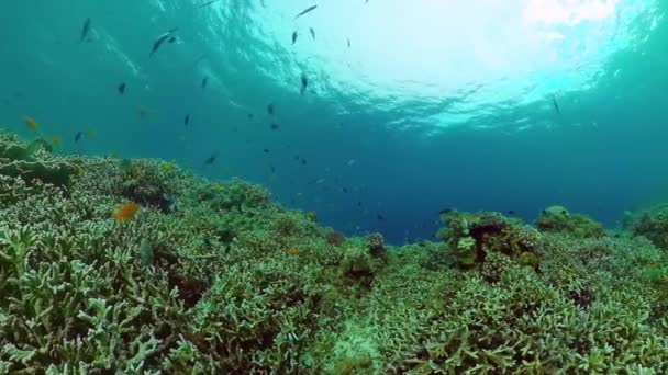 Arrecife de coral y peces tropicales bajo el agua. Panglao, Filipinas. — Vídeos de Stock