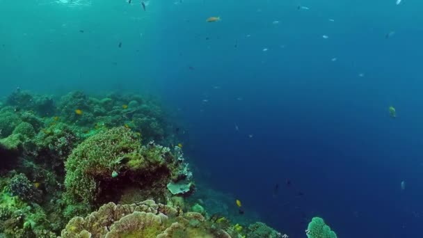 Barriera corallina e pesci tropicali sott'acqua. Bohol, Panglao, Filippine. — Video Stock