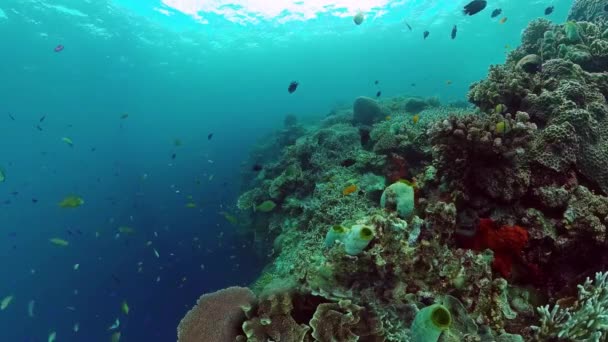 Récif corallien et poissons tropicaux. Bohol, Philippines. — Video