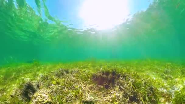 Erizos de mar en el agua clara. — Vídeo de stock