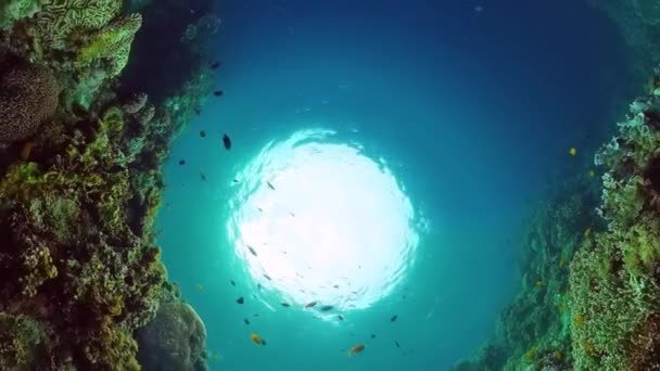 Korallrev och tropisk fisk under vatten. Panglao, Filippinerna. — Stockvideo