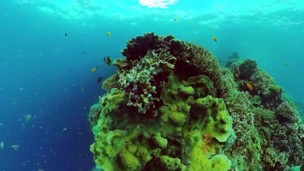 Arrecife de coral y peces tropicales. Panglao, Filipinas. — Vídeo de stock