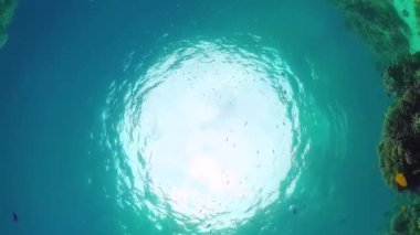 Mercan kayalıkları ve tropikal balıklar. Panglao, Filipinler.