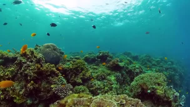Кораловий риф і тропічна риба. Бохол (Філіппіни). — стокове відео