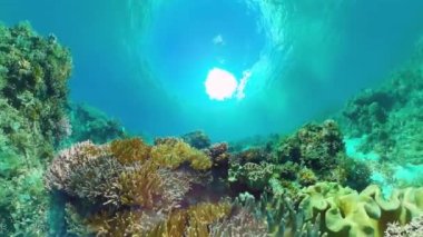 Mercan resifi ve tropikal balıklar su altında. Bohol, Panglao, Filipinler.