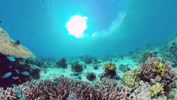 Mercan kayalıkları ve tropikal balıklar. Panglao, Filipinler. — Stok video