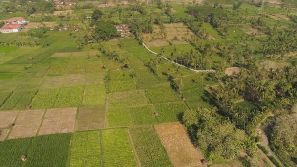 Agricultural land in indonesia — Stock Video