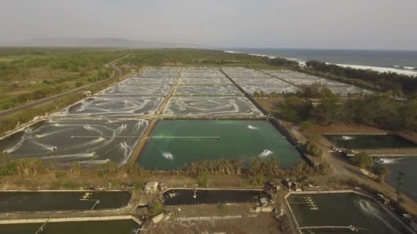 Criação de camarão na indonésia — Vídeo de Stock