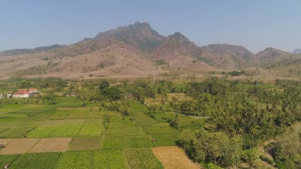 Endonezya 'da tarım arazisi — Stok video