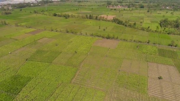 Terras agrícolas na indonésia — Vídeo de Stock