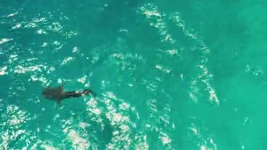 Balina köpekbalığı berrak mavi sularda. Filipinler, Cebu