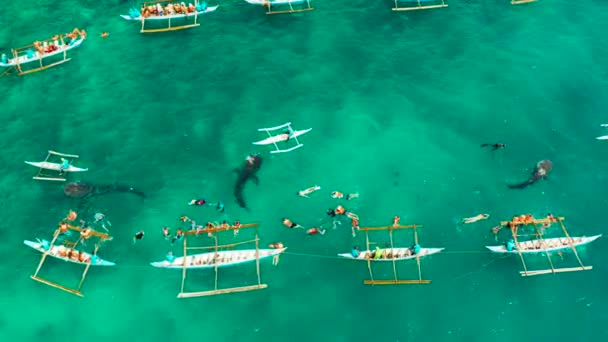 На Филиппинах, на острове Себу, ослоб наблюдает за акулами. — стоковое видео