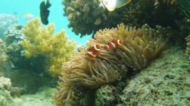 Deniz şakayığı ve palyaço balığı.