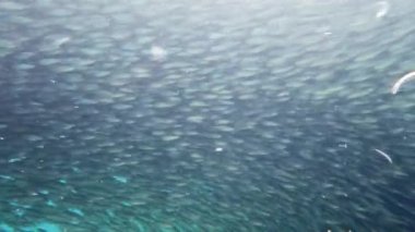 Denizde sardalya sürüsü. Bohol, Filipinler.