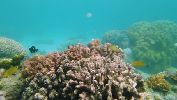 Recifes de coral com peixes subaquáticos. Leyte, Filipinas. — Vídeo de Stock