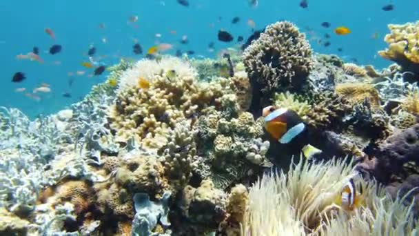 Koraalrif met vis onder water. Leyte, Filipijnen. — Stockvideo