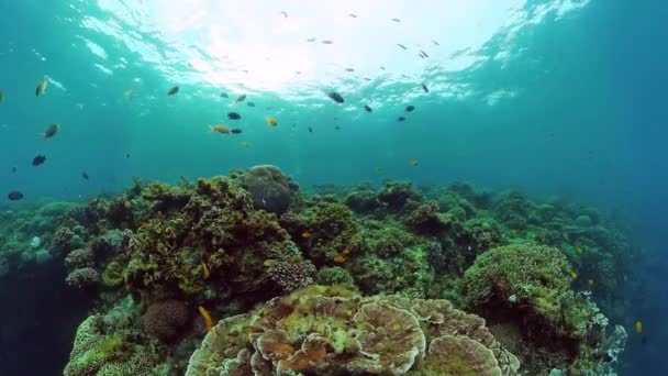 Arrecife de coral y peces tropicales. Bohol, Filipinas. — Vídeo de stock