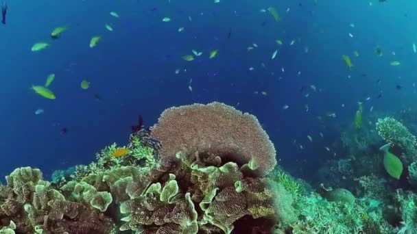 Recifes de corais e peixes tropicais subaquáticos. Bohol, Panglao, Filipinas. — Vídeo de Stock