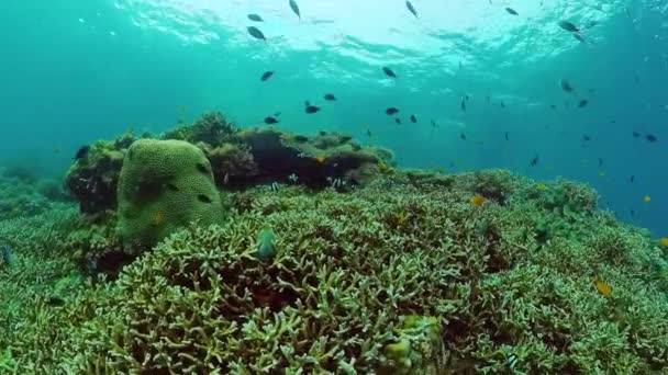 Кораловий риф і тропічна риба. Панглао (Філіппіни). — стокове відео