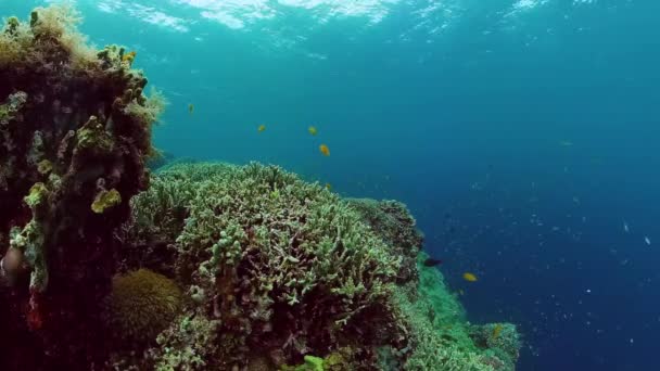 Karang karang dan ikan tropis. Panglao, Filipina. — Stok Video