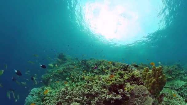 Die Unterwasserwelt eines Korallenriffs. Panglao, Philippinen. — Stockvideo