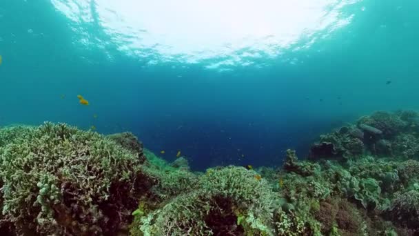 Barriera corallina e pesce tropicale. Bohol, Filippine. — Video Stock