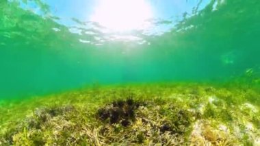 Temiz suda deniz kestaneleri.