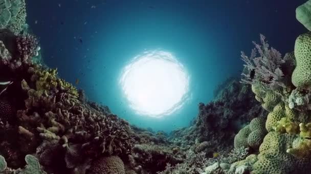 Recifes de coral e peixes tropicais. Panglao, Filipinas. — Vídeo de Stock