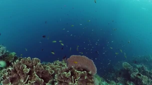 Il mondo sottomarino di una barriera corallina. Panglao, Filippine. — Video Stock