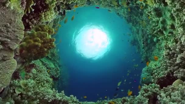 Recifes de coral e peixes tropicais. Bohol, Filipinas. — Vídeo de Stock