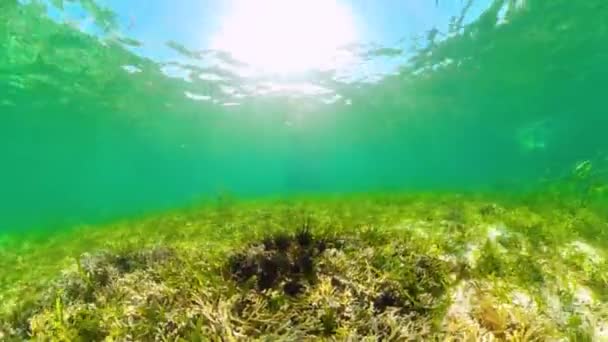 Erizos de mar en el agua clara. — Vídeos de Stock