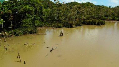 Yağmur ormanlarındaki bataklık. Siargao, Filipinler.