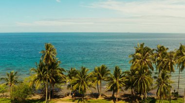 Hindistan cevizi ağaçları ve turkuaz lagün manzarası