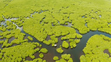 Mangrove ormanının ve nehrin havadan görünüşü.
