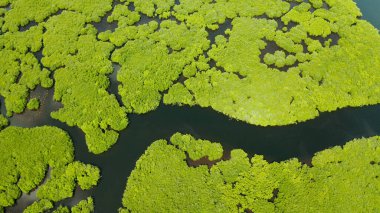 Mangrove ormanının ve nehrin havadan görünüşü.