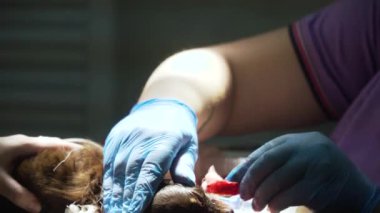 Diş tedavisi, köpeğin dişlerini temizlemek..