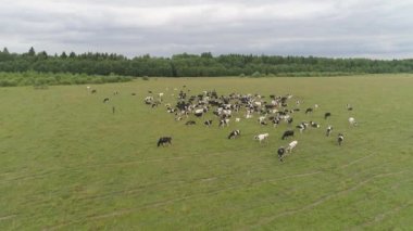 İnekler otlakta otlar.