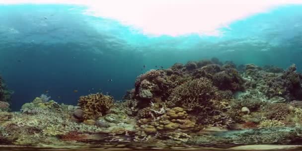 Barriera corallina e pesce tropicale. Filippine. Realtà virtuale 360 — Video Stock