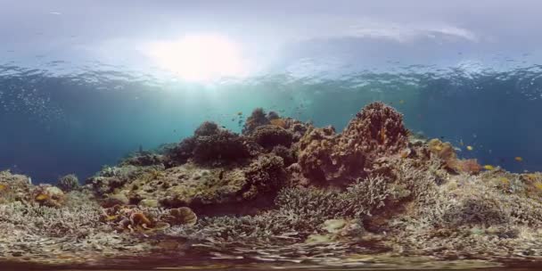 Coral reef with fish underwater. Philippines. Virtual Reality 360 — Stock Video