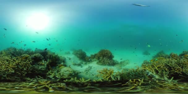 Korálové útesy a tropické ryby pod vodou. Filipíny. 360-stupňové zobrazení. — Stock video