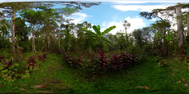 Floresta tropical nas Filipinas. Vista de 360 graus. — Vídeo de Stock