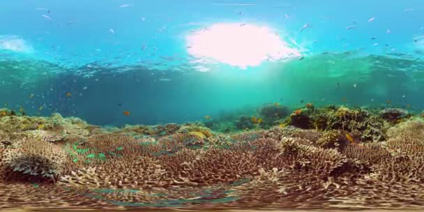 Coral reef and tropical fish. Philippines. 360-Degree view. — Stock Video