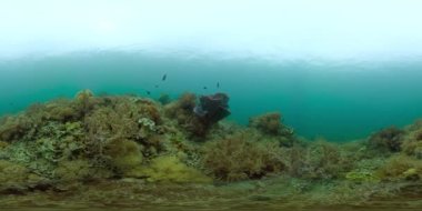 Mercan kayalıkları ve tropikal balıklar. Filipinler. 360 Derece Görünüm.