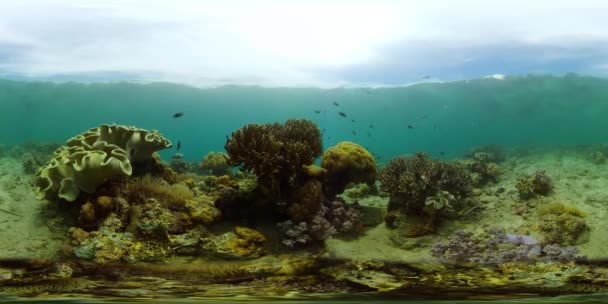 Coral reef and tropical fish. Philippines. Virtual Reality 360 — Stock Video