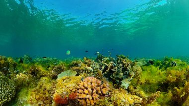 Suyun altında balıklı mercan kayalıkları. Filipinler.