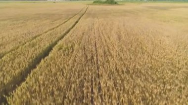 Sarı buğday tarlası