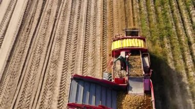 Patatesleri hasat makinesinden hasat ediyorum..