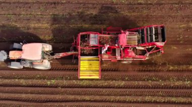 Şeker pancarı hasadının havadan görünüşü